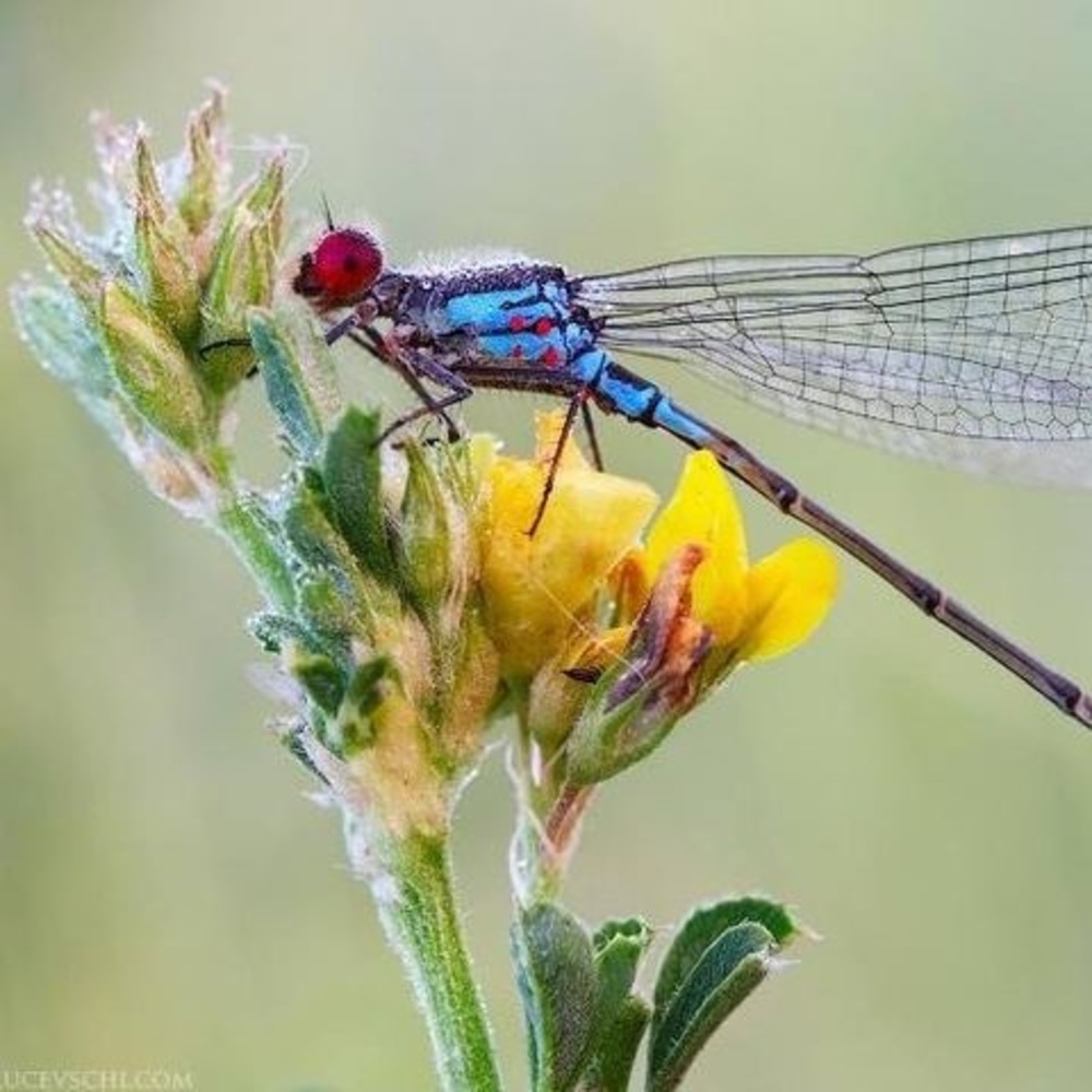 Meet your Posher, Michelle